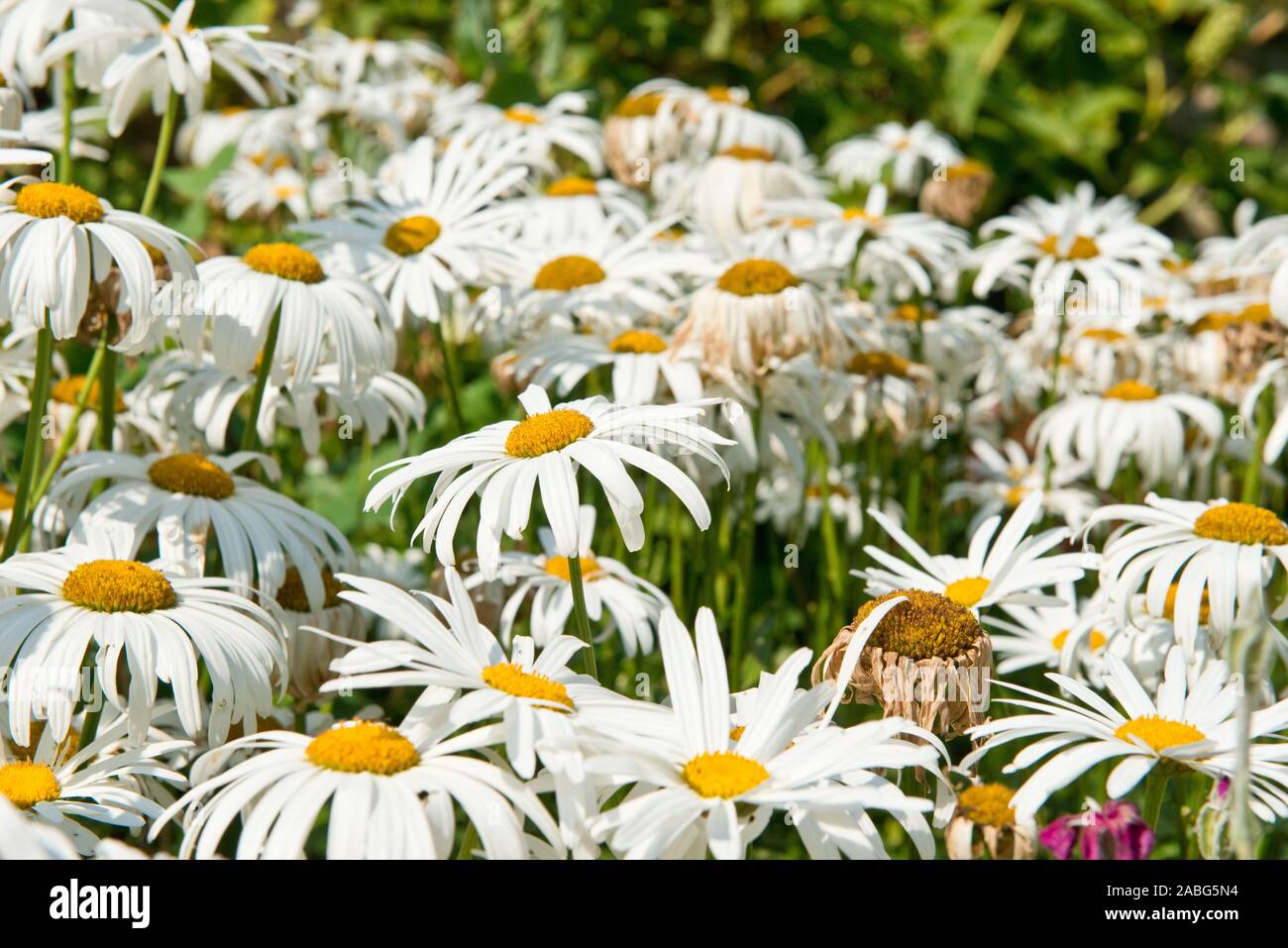 Argyranthemum frutescens. Marguerite. Medium sized daisy-like. Summer Perenials. Scottish garden. Scotland Stock Photo