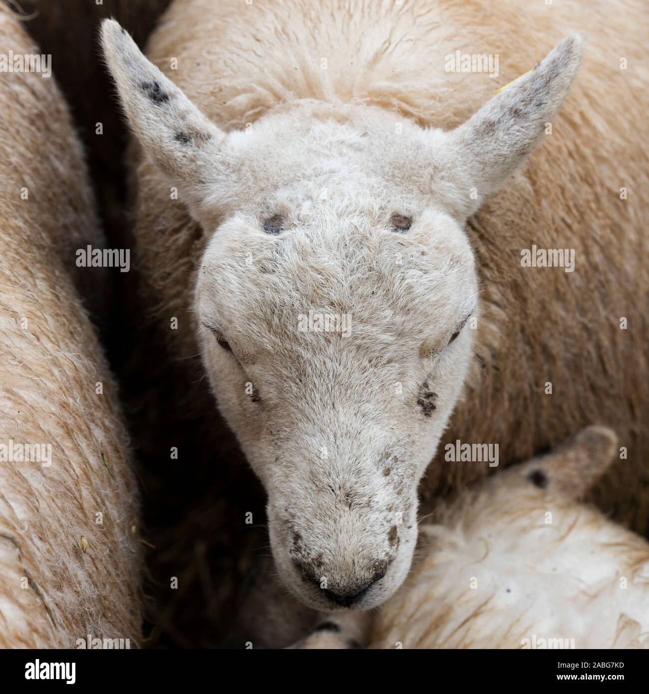 Uppingham, Rutland, UK. 27th Nov, 2019. Sheep being exhibited at the Uppingham Fat Stock show. Credit: Michael David Murphy / Alamy Live News Stock Photo