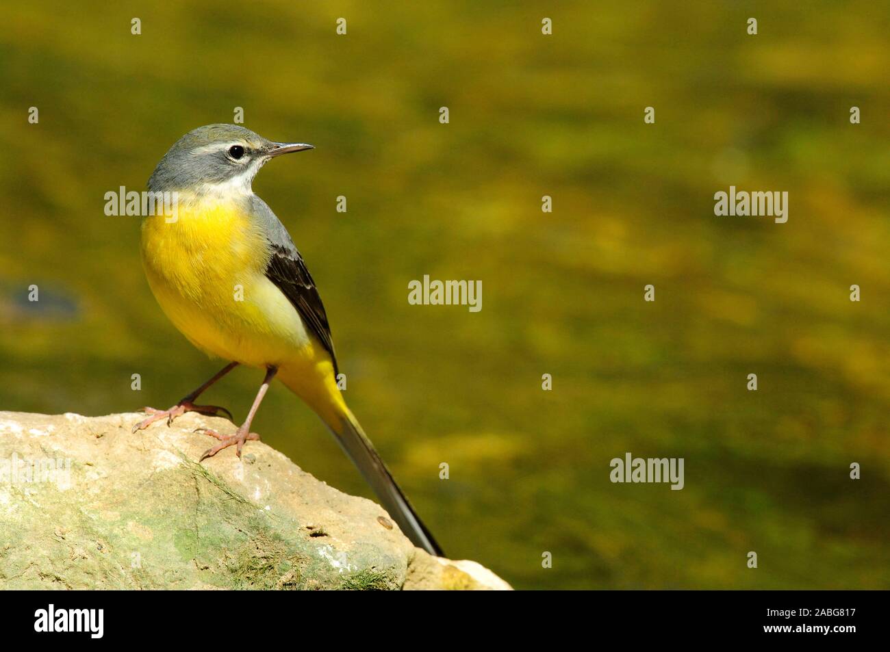 Gebirgsstelze, Motacilla cinerea, Stock Photo