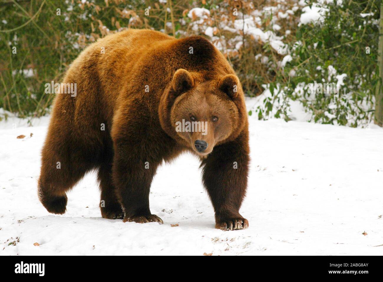 Tiere, Saeugetiere, Baeren, Baer, European Brown Baer, Europaeischer Braunbaer, (Ursus arctos), laeuft im Schnee, Stock Photo