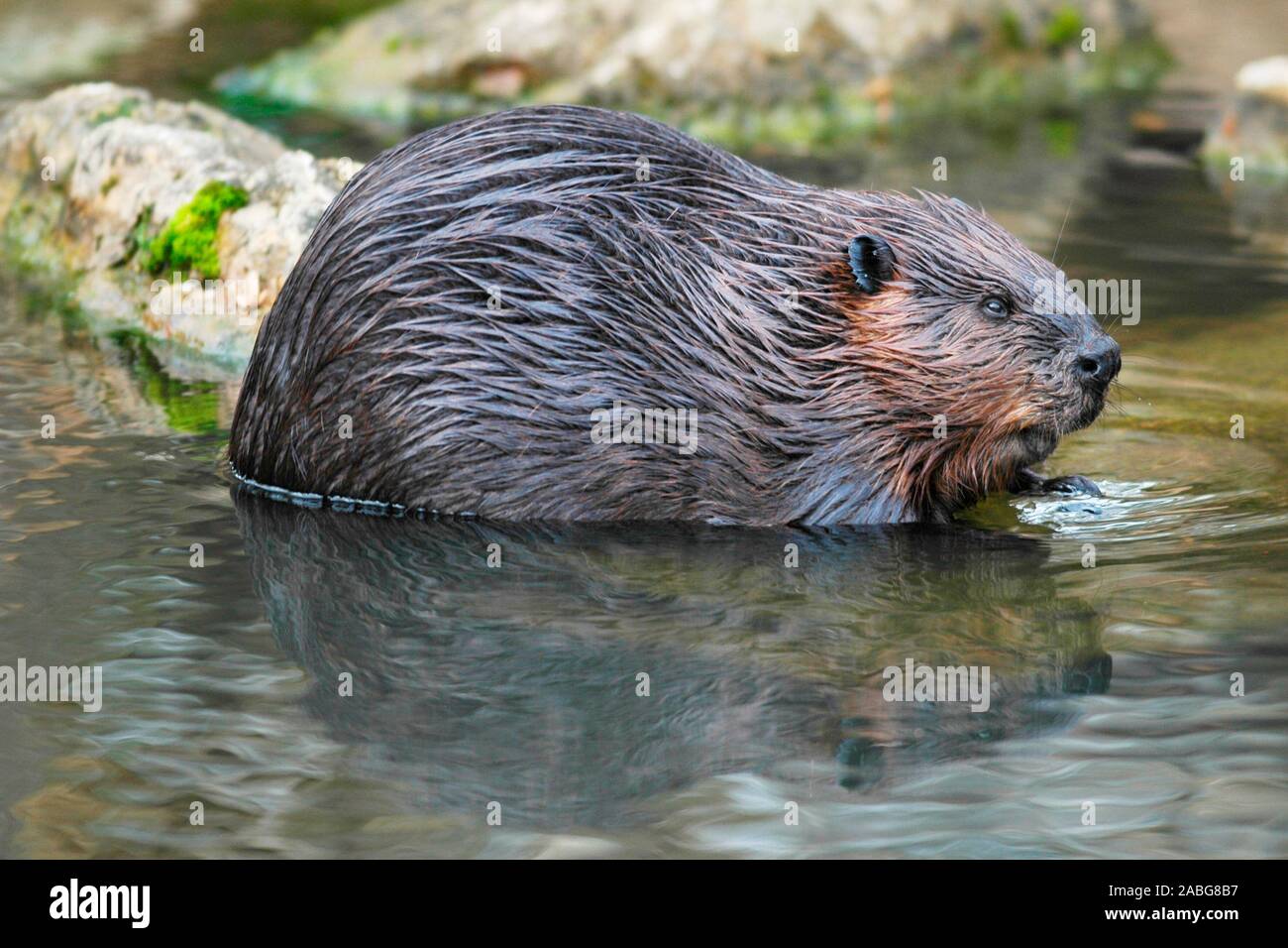 Biber frisst Blaetter, Castor canadensis, Beaver eat leafs, Stock Photo