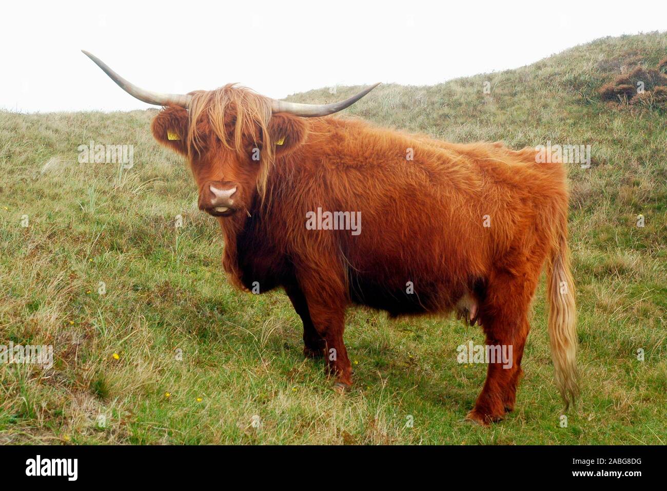 Schottisches Hochlandrind (Bos taurus taurus) Scottish Highland Cattle ï Texel, Niederlande, Netherlands Stock Photo