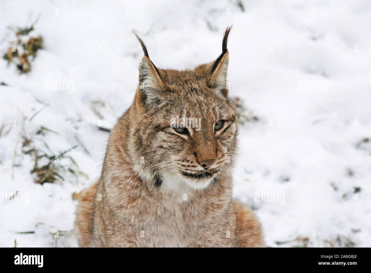 Europ‰ischer Luchs ( Felis lynx) European Lynx ï Baden-Wuerttemberg ...