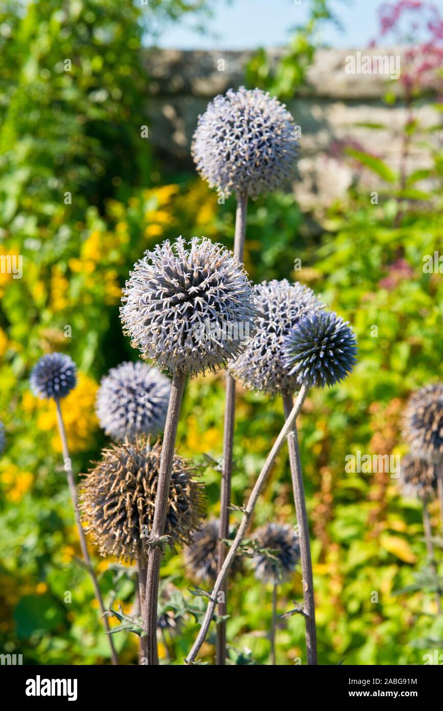 Veitch's Blue. Echinops ritro. Summer perennial. Scottish castle garden. Dirleton, Scotland Stock Photo