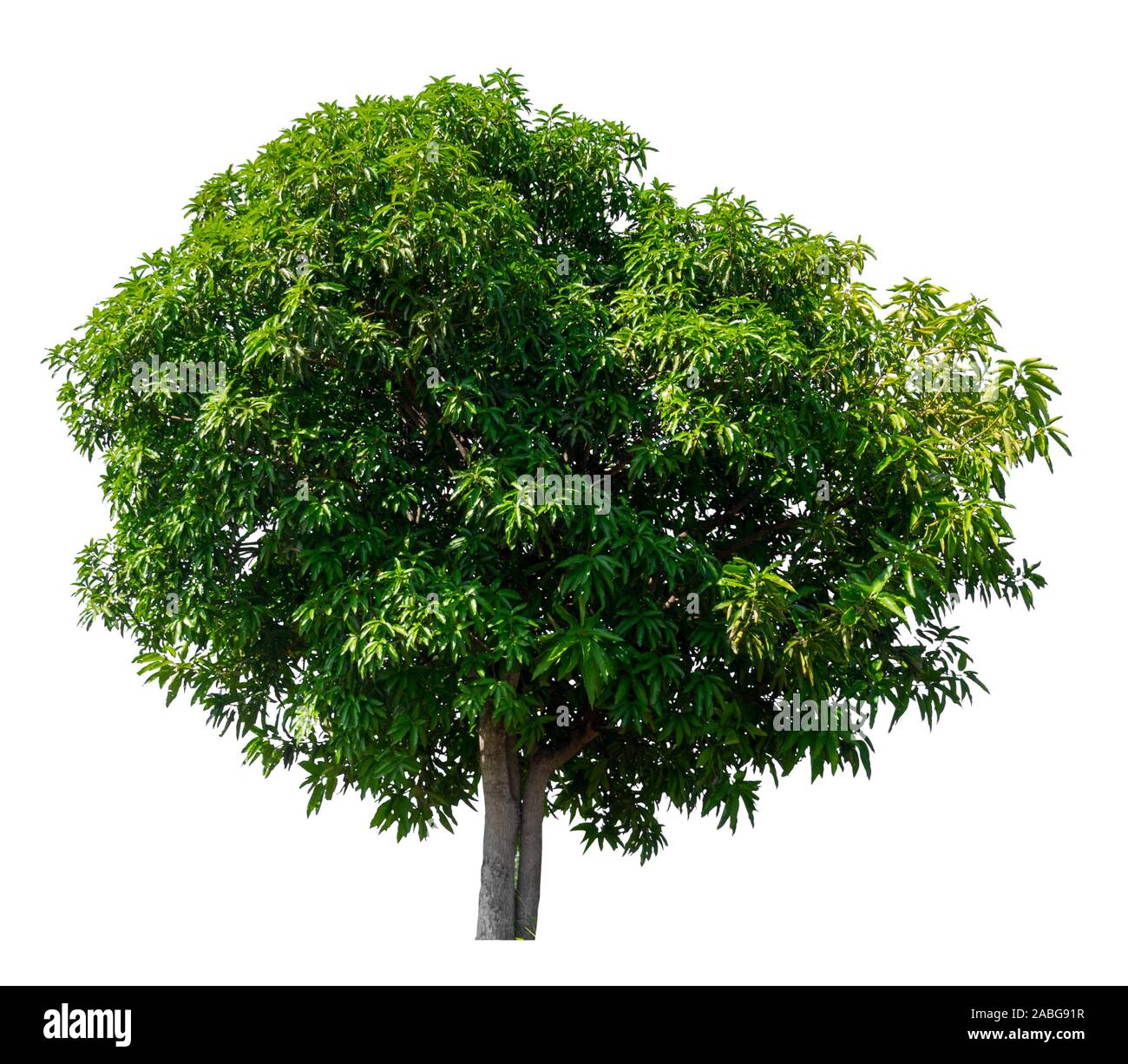 isolated mango tree on white background with clipping path Stock Photo