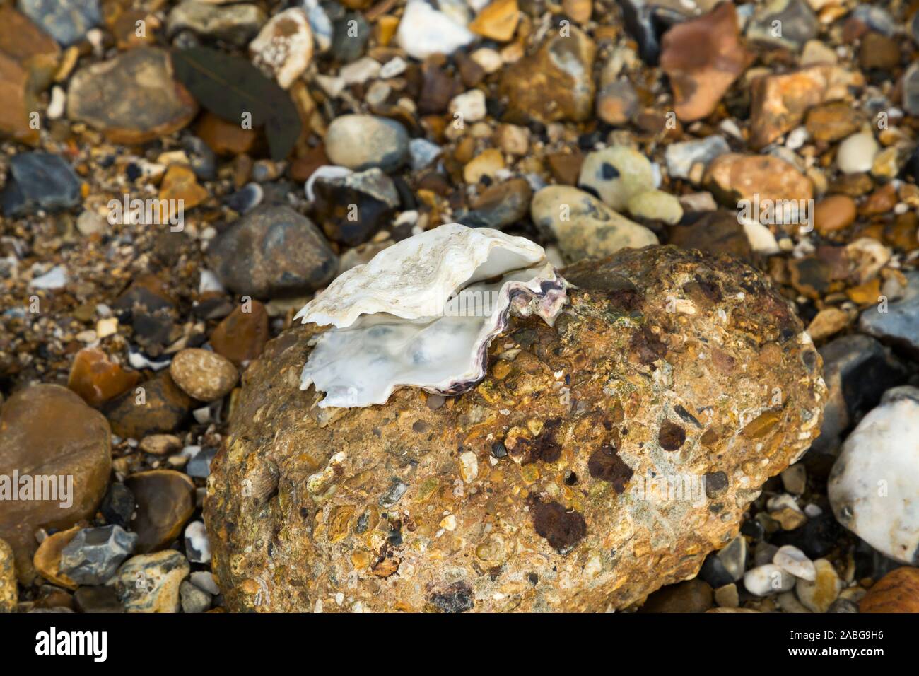 An open an empty shellfish shell which is attached to a piece of old eroded concrete at the seashore. The shell is perhaps an old oyster or a clam shell. UK (105) Stock Photo