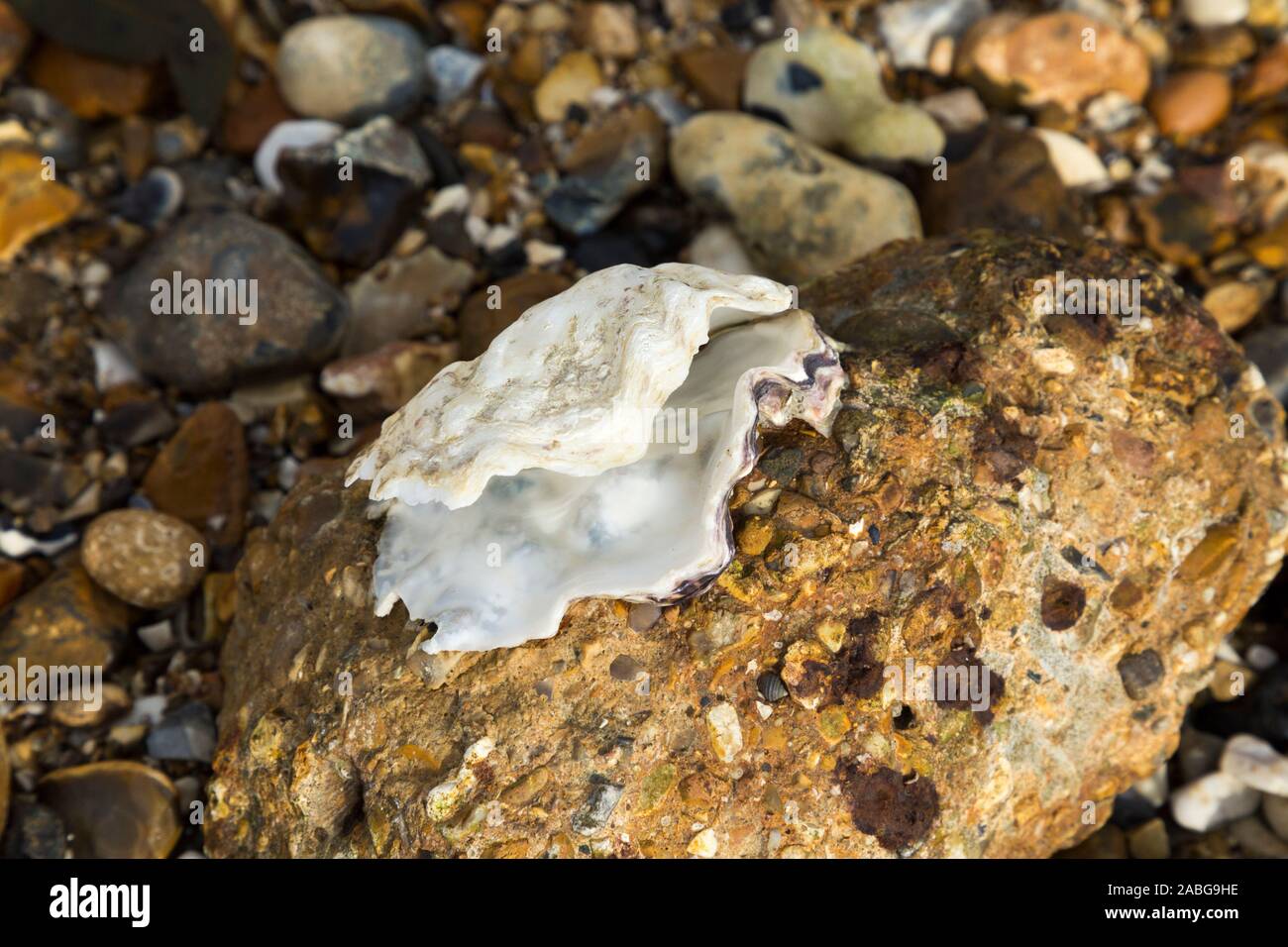 An open an empty shellfish shell which is attached to a piece of old eroded concrete at the seashore. The shell is perhaps an old oyster shell. UK (105) Stock Photo