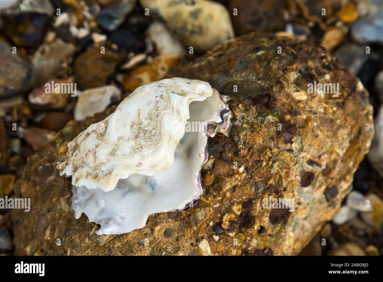 An open an empty shellfish shell which is attached to a piece of old eroded concrete at the seashore. The shell is perhaps an old oyster shell. UK (105) Stock Photo