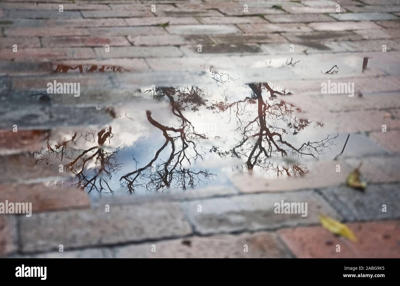 Puddle on a brick floor in which trees and a sky with clouds are ...