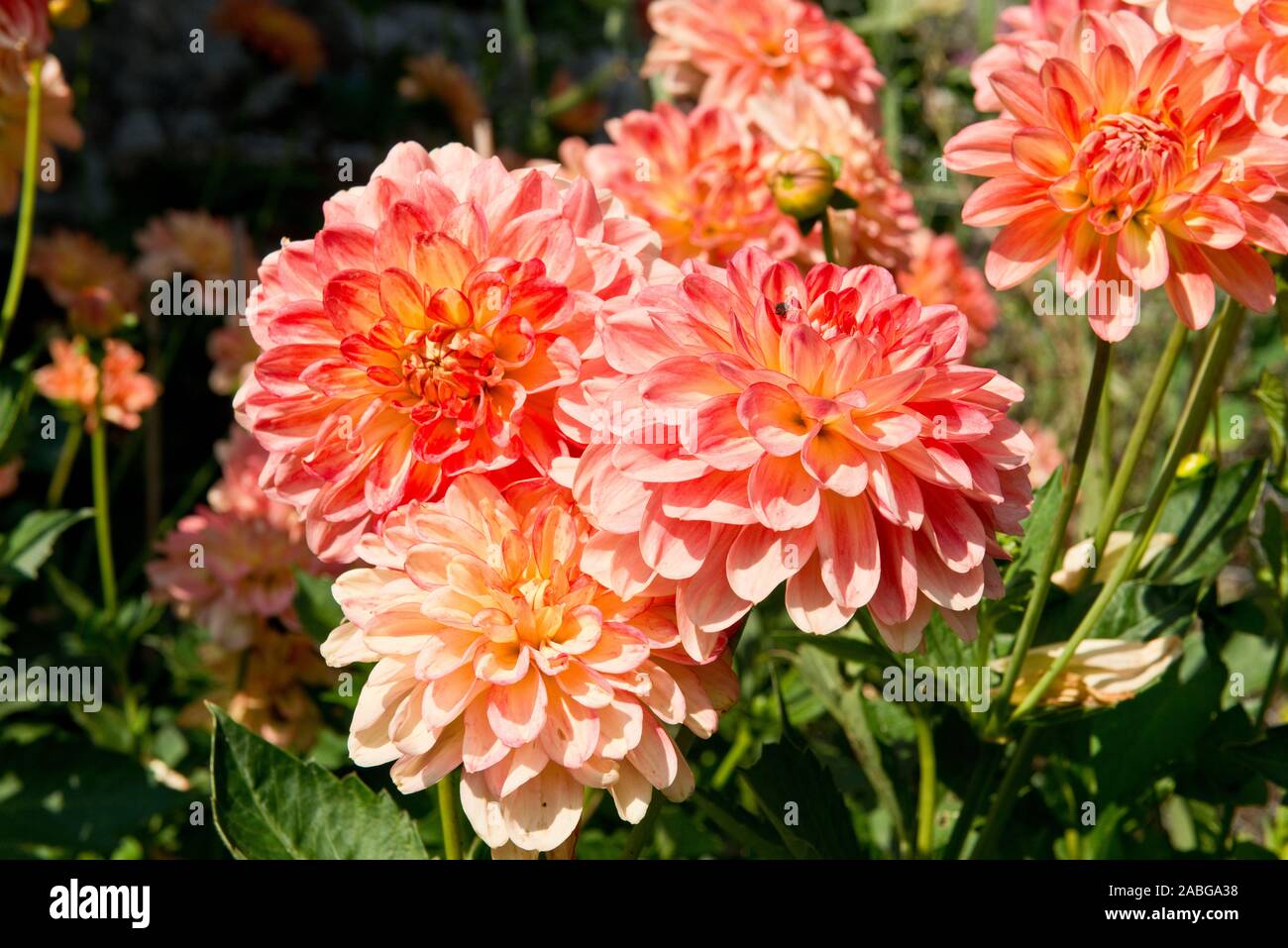 Colourful Chrysanthemum flowers in summer. Plants in Scottish garden. Scotland. Stock Photo