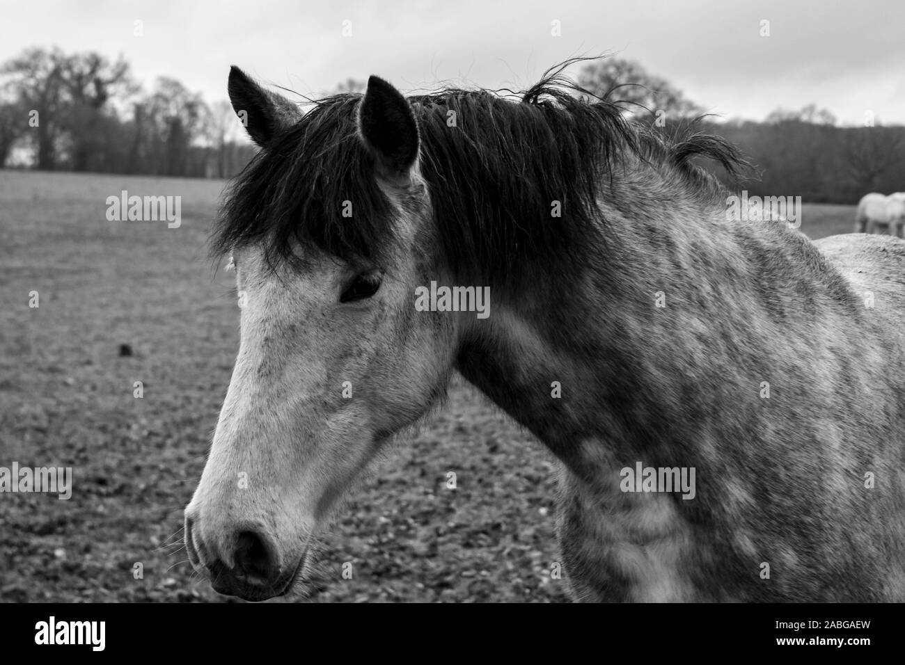 portrait of a horse in a meadow Stock Photo