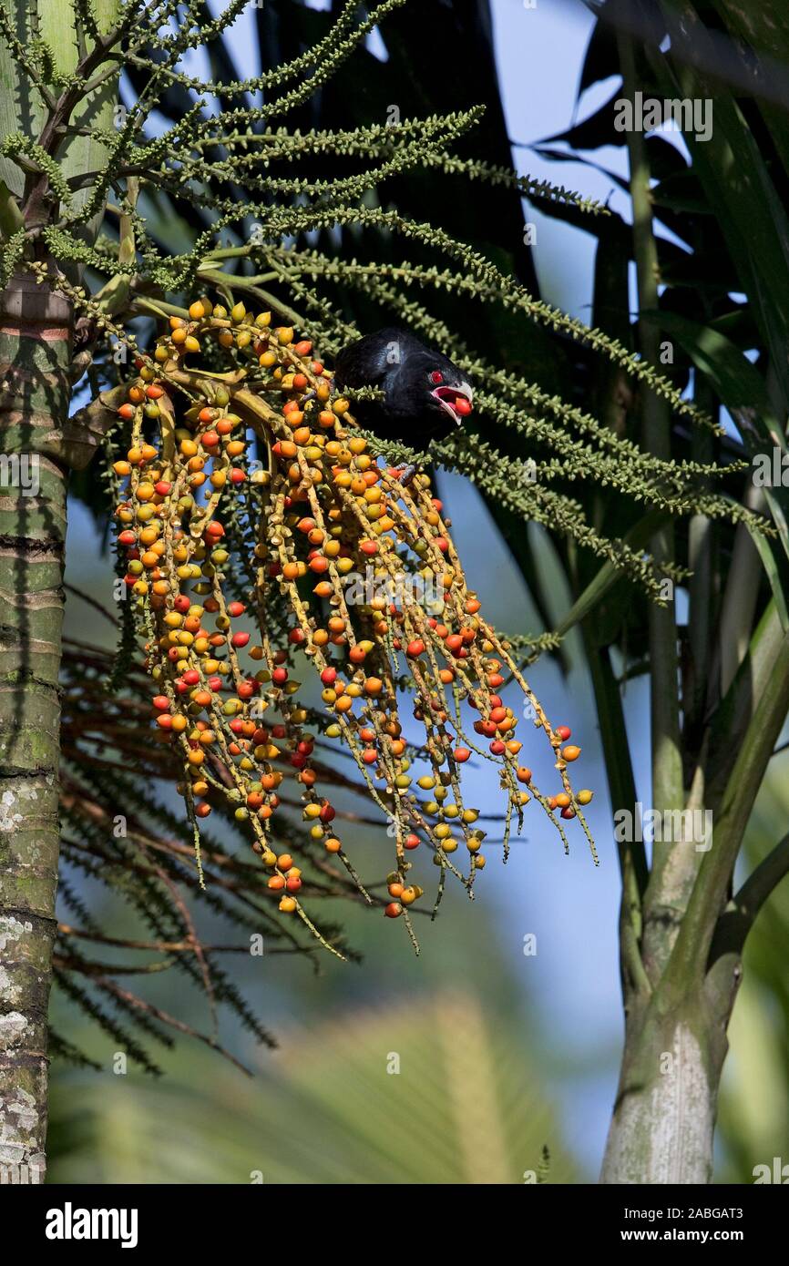 Asian Koel (Eudynamys scolopaceus Stock Photo Alamy