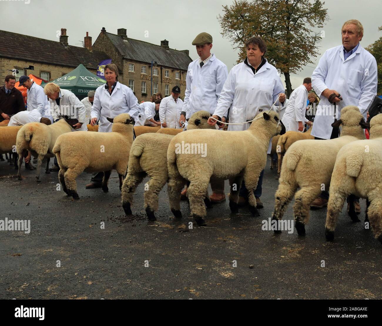 Shepherds’ getting their sheep ready for the judging in the show ring at the Masham sheep fair. Concentration and hope to win. Stock Photo