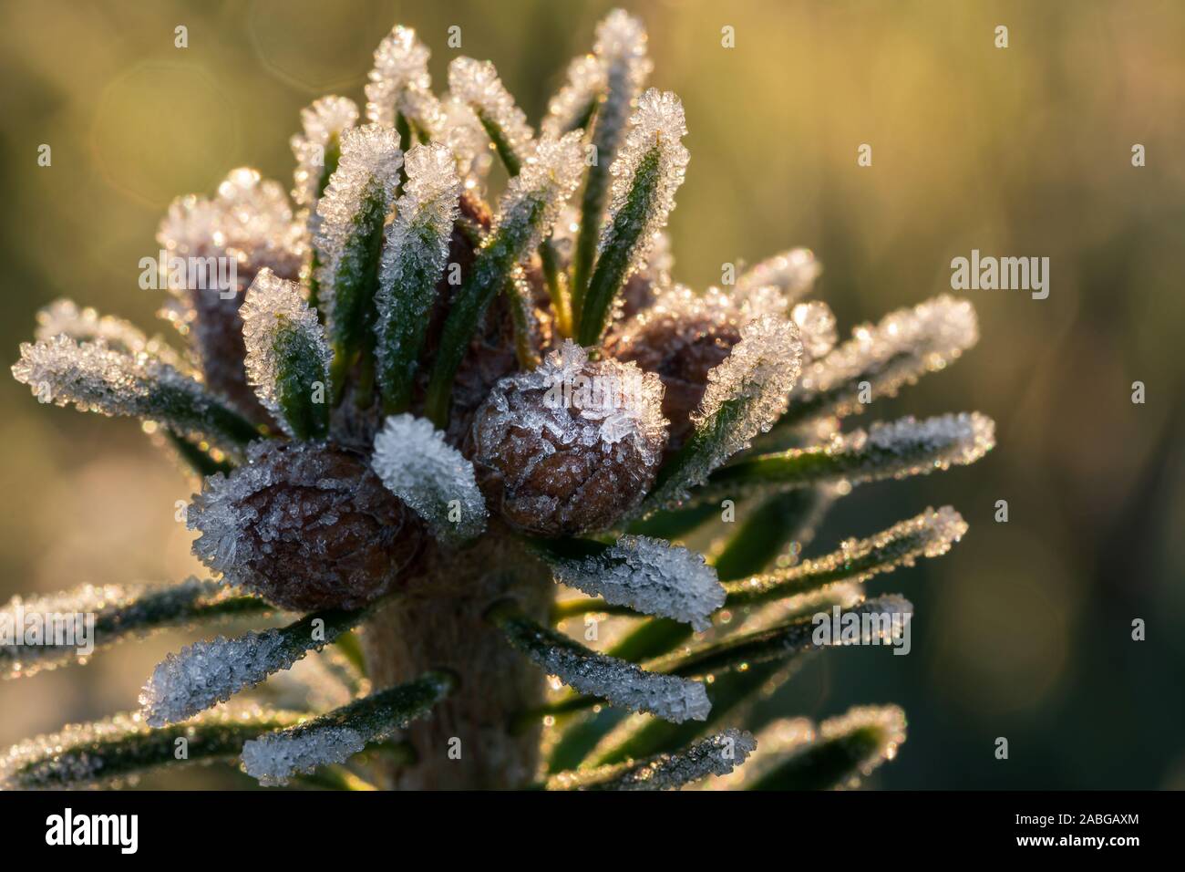 Tip of Caucasian fir branch (Nordmann fir) with small young fir cones, covered with ice crystals, back lit by yellow sunlight of golden hour Stock Photo