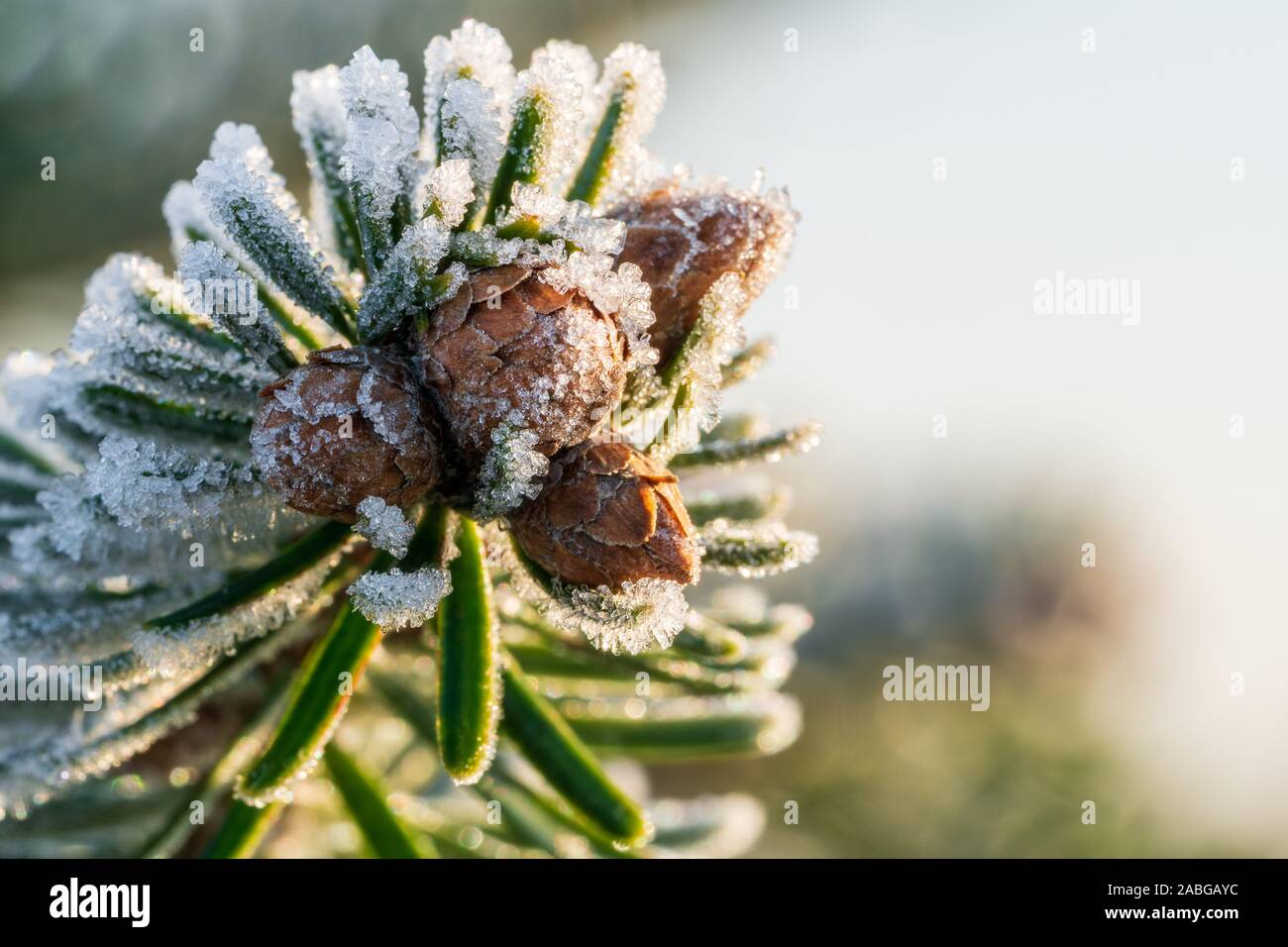 Tip of a Caucasian fir (Nordmann fir) branch with small young fir cones, covered with ice crystals of hoarfrost at morning. Closeup macro, copy space Stock Photo