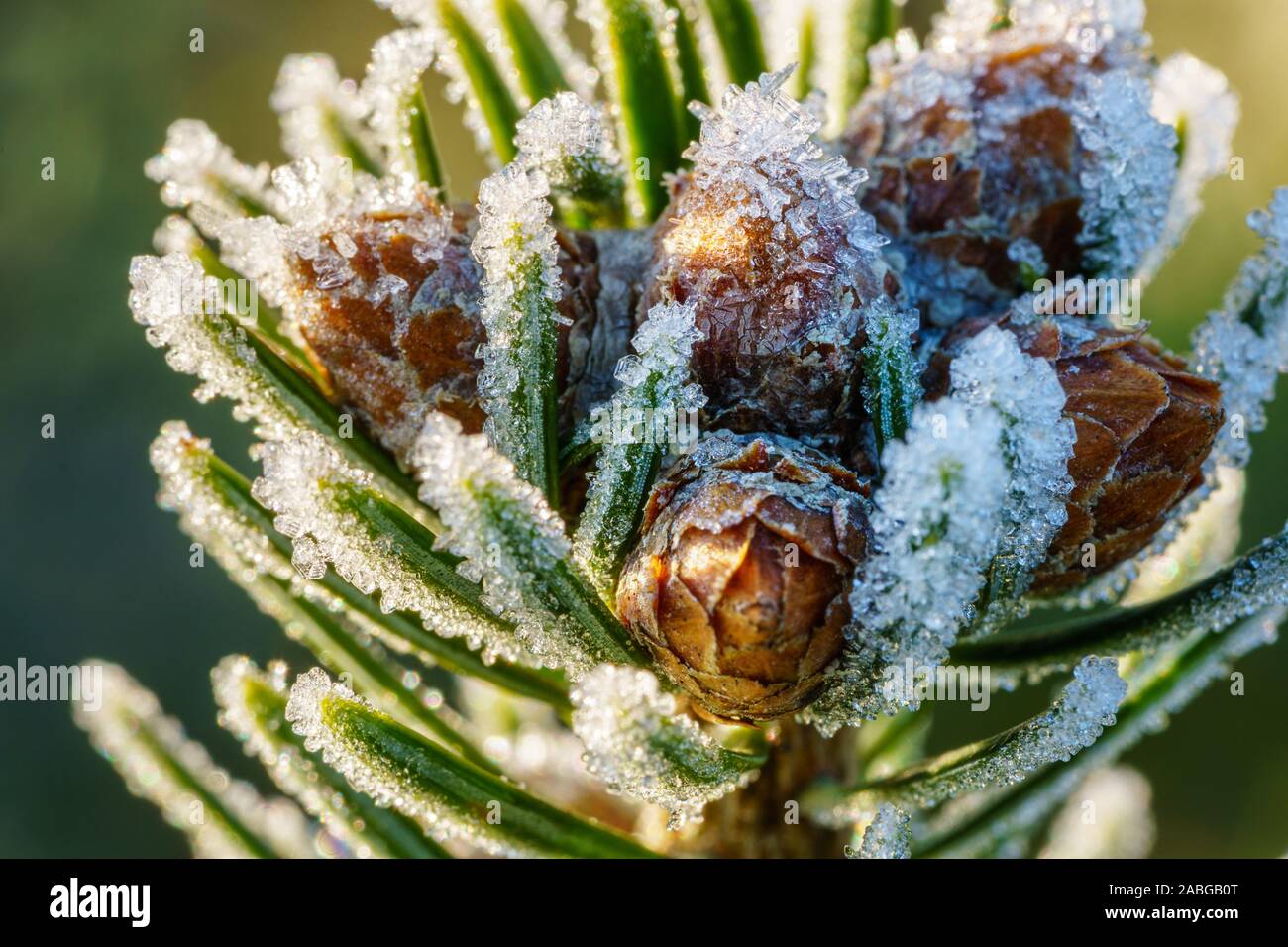 Branch of a Caucasian fir (Nordmann fir) with small young fir cones, covered with ice crystals of hoarfrost at morning. Closeup macro shot, side view Stock Photo