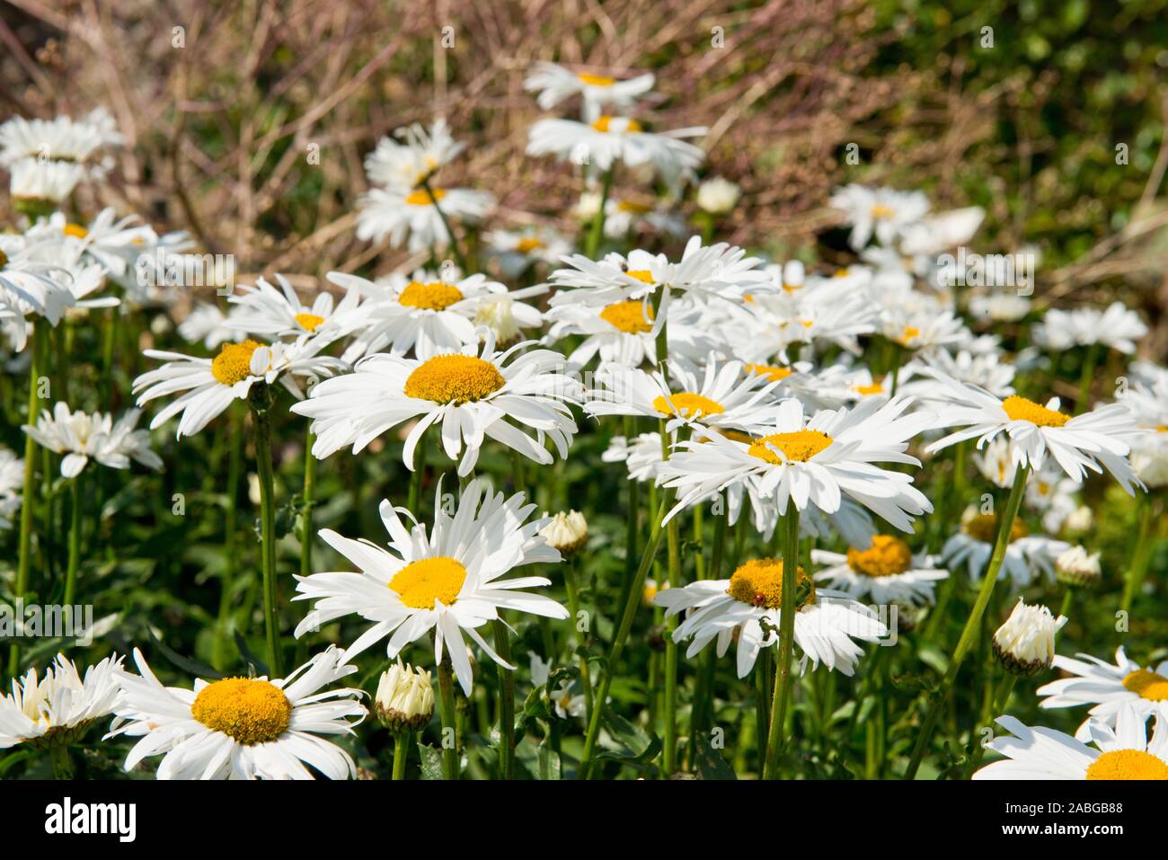 Argyranthemum frutescens. Marguerite. Medium sized daisy-like. Summer Perenials. Scottish garden. Scotland Stock Photo