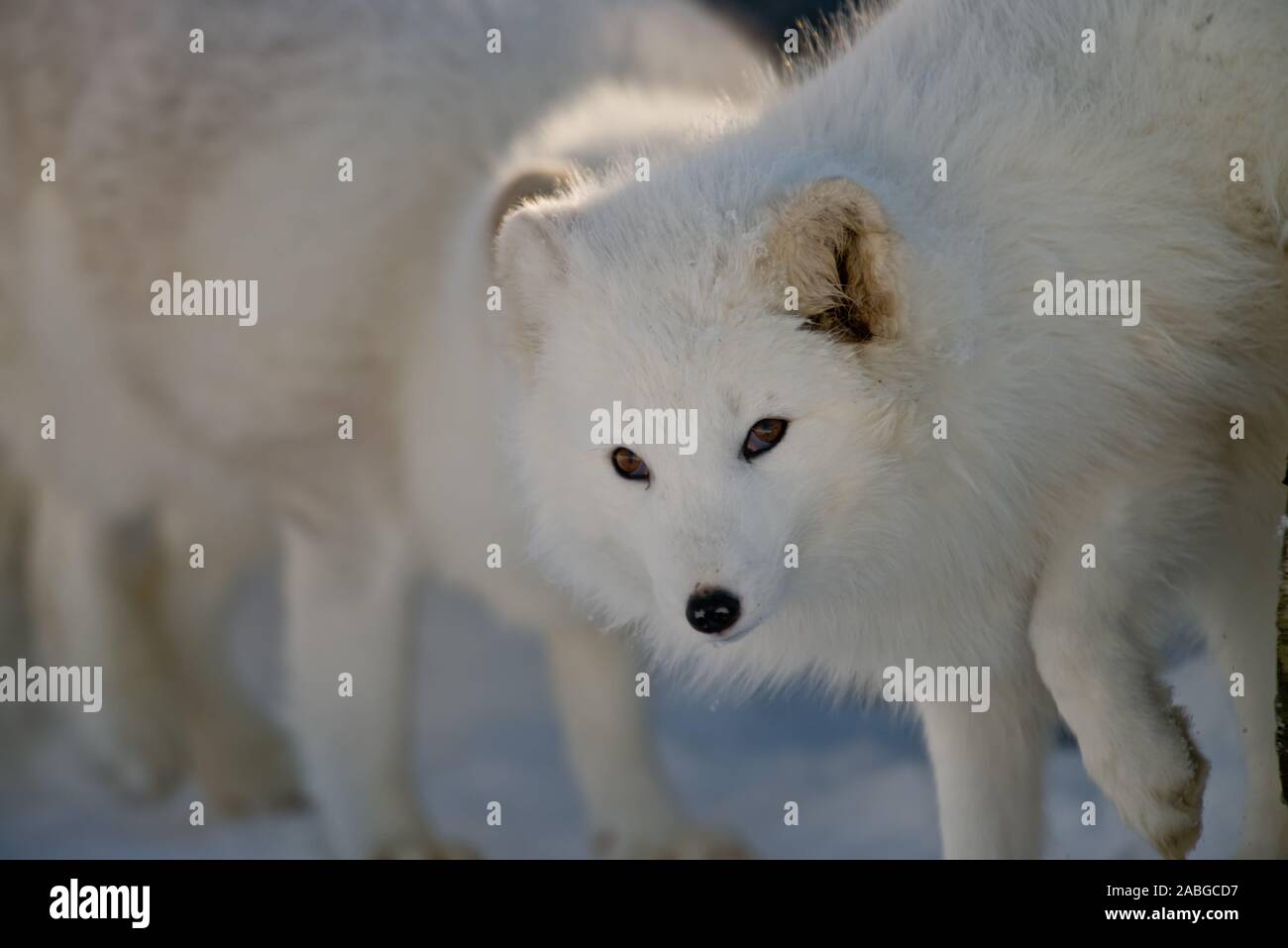 Arctic Fox all in white looking back. Stock Photo