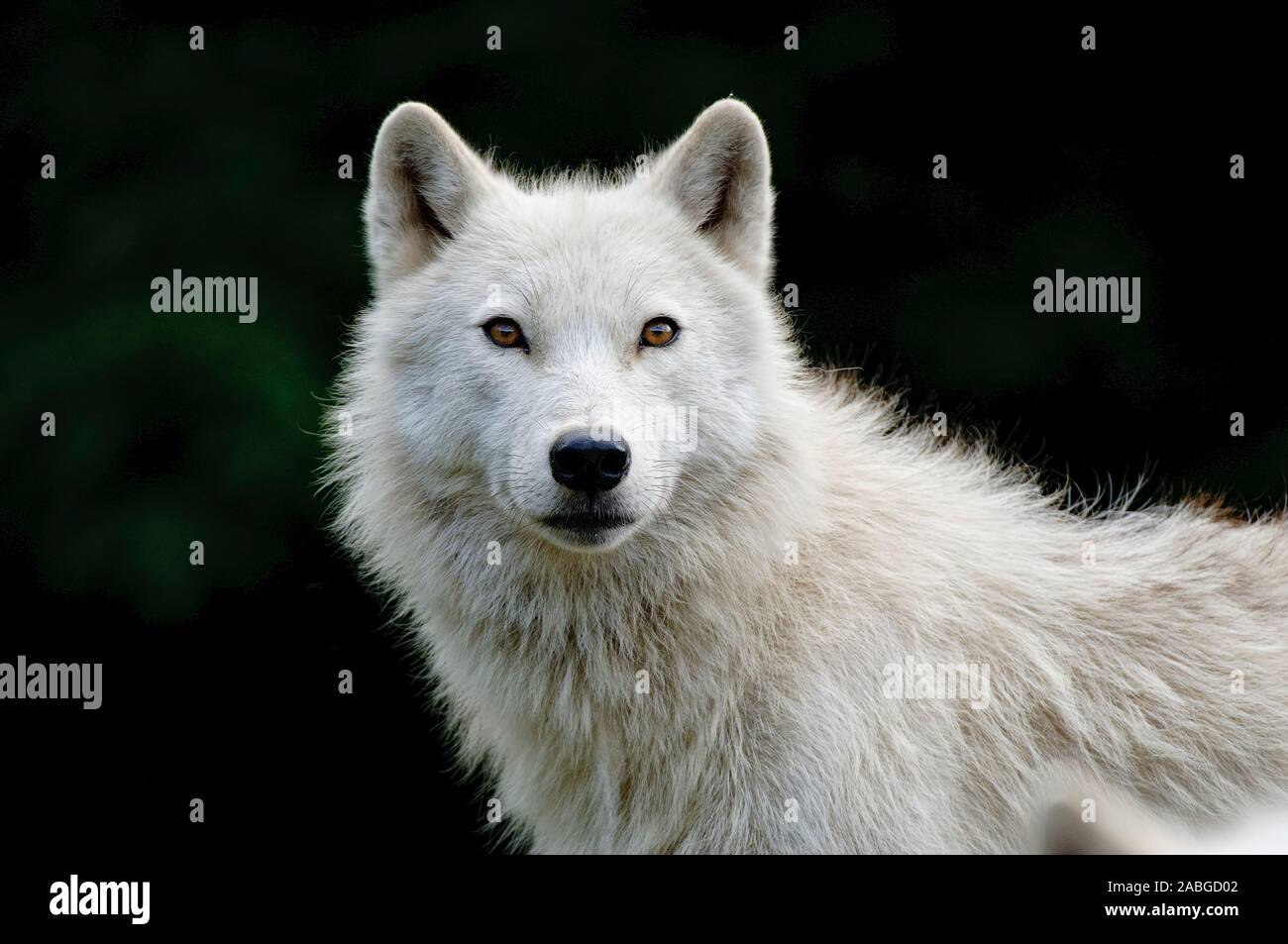 Arctic Wolf portrait with a dark background Stock Photo - Alamy