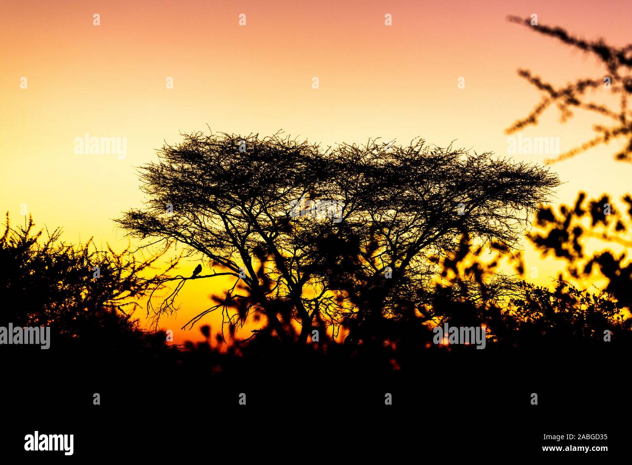 Panoramic african landscape sunset hi-res stock photography and images ...