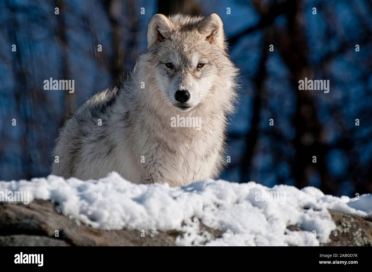 An Arctic Wolf looking forward. Stock Photo