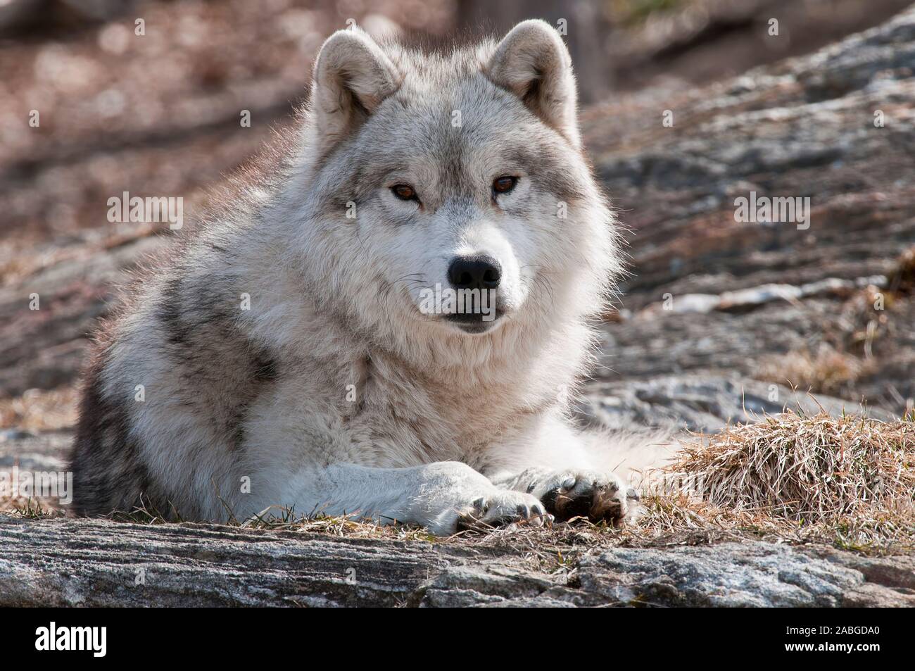 An Arctic Wolf lying down on dry brown grass Stock Photo - Alamy