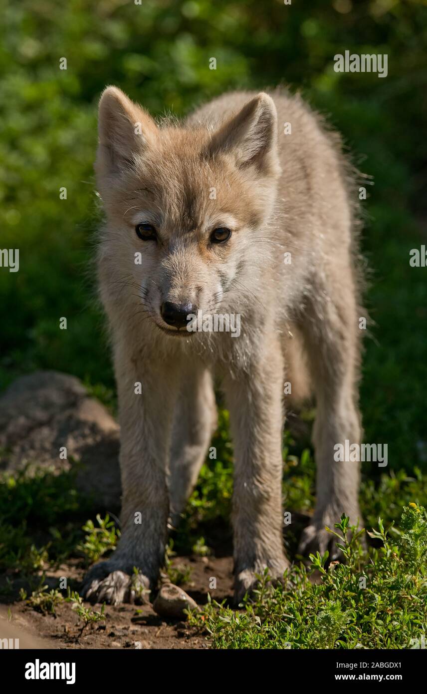 Arctic Wolf Pup Stock Photo