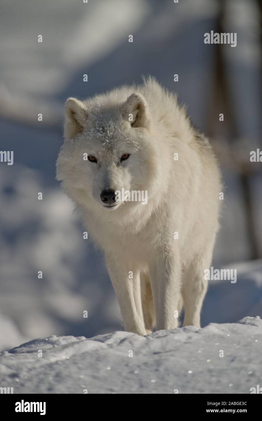 Arctic Wolf in snow Stock Photo
