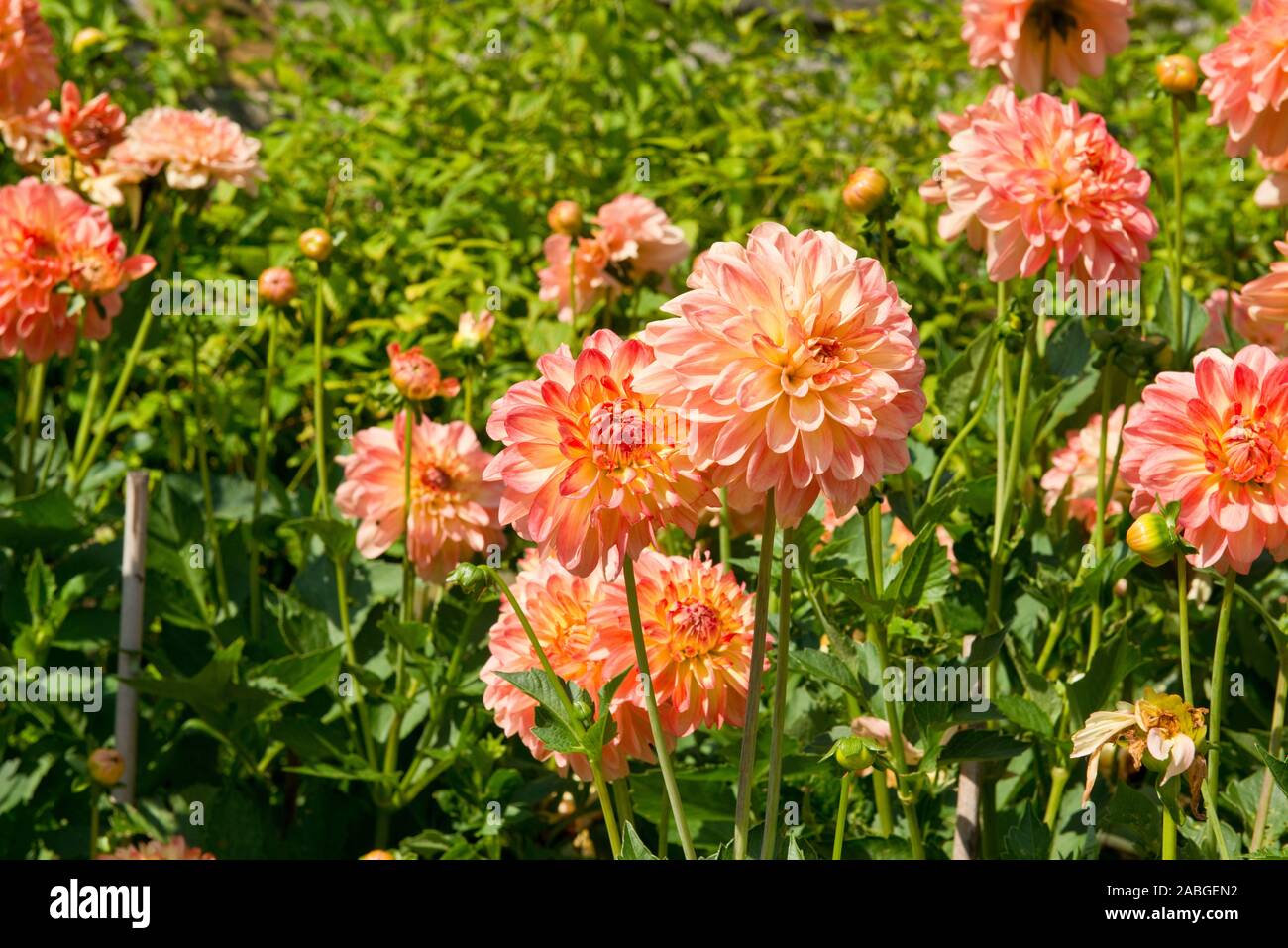 Colourful Chrysanthemum flowers in summer. Plants in Scottish garden. Scotland. Stock Photo