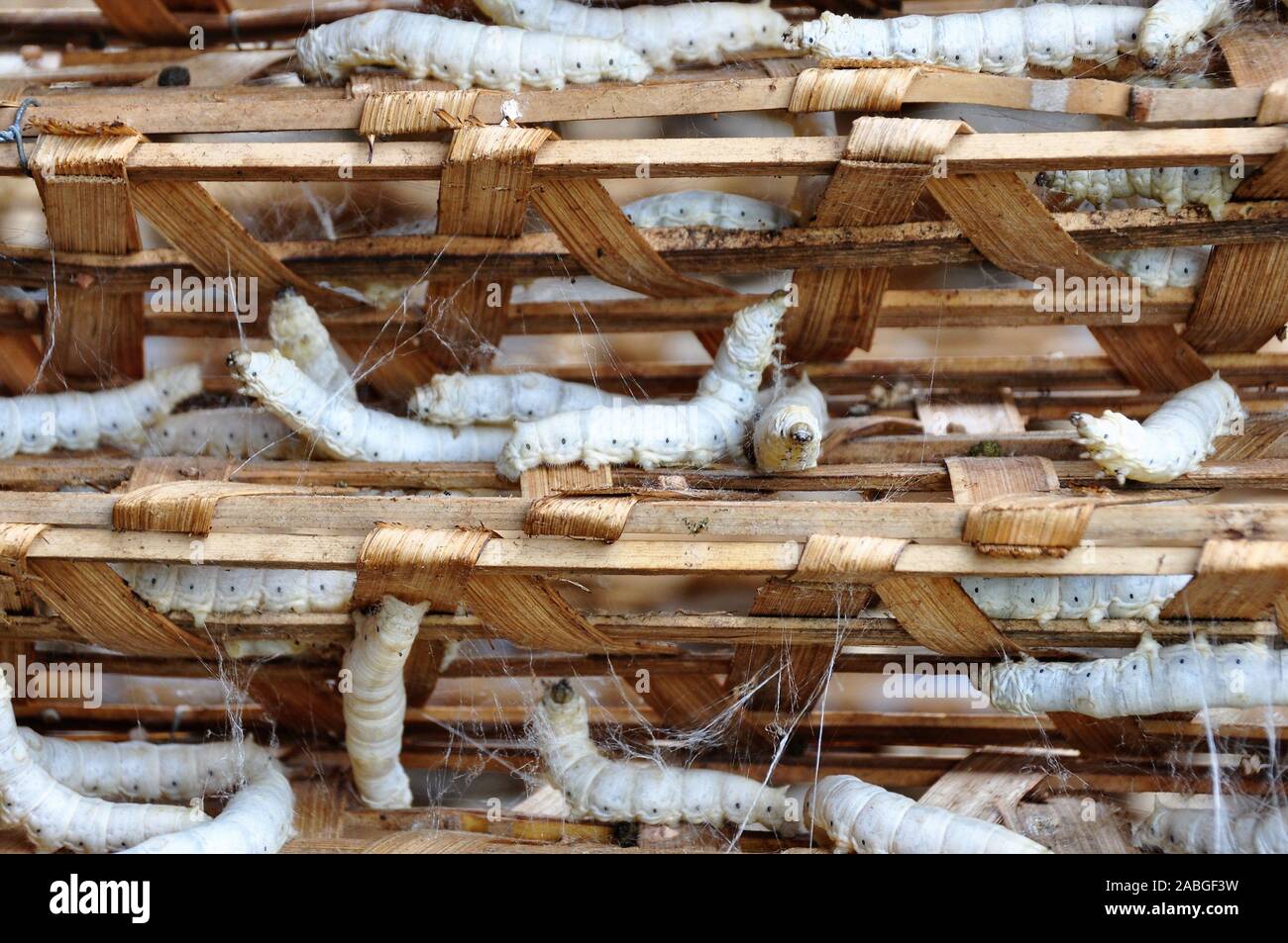 Breeding Silkwormth on a silworm farm in asia Stock Photo