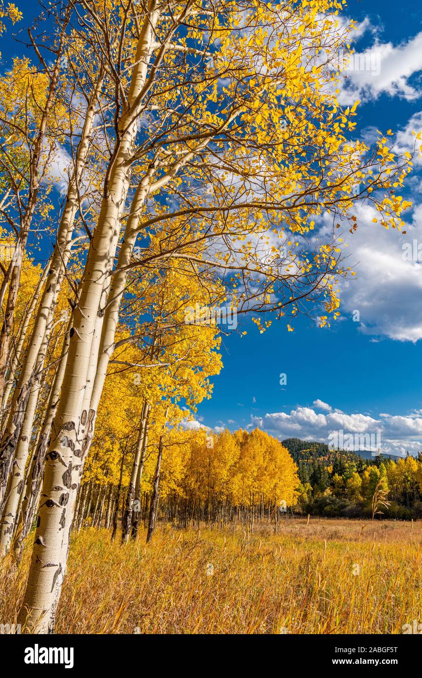 Aspen Leaves Changing in Golden Gate Canyon State Park Stock Photo