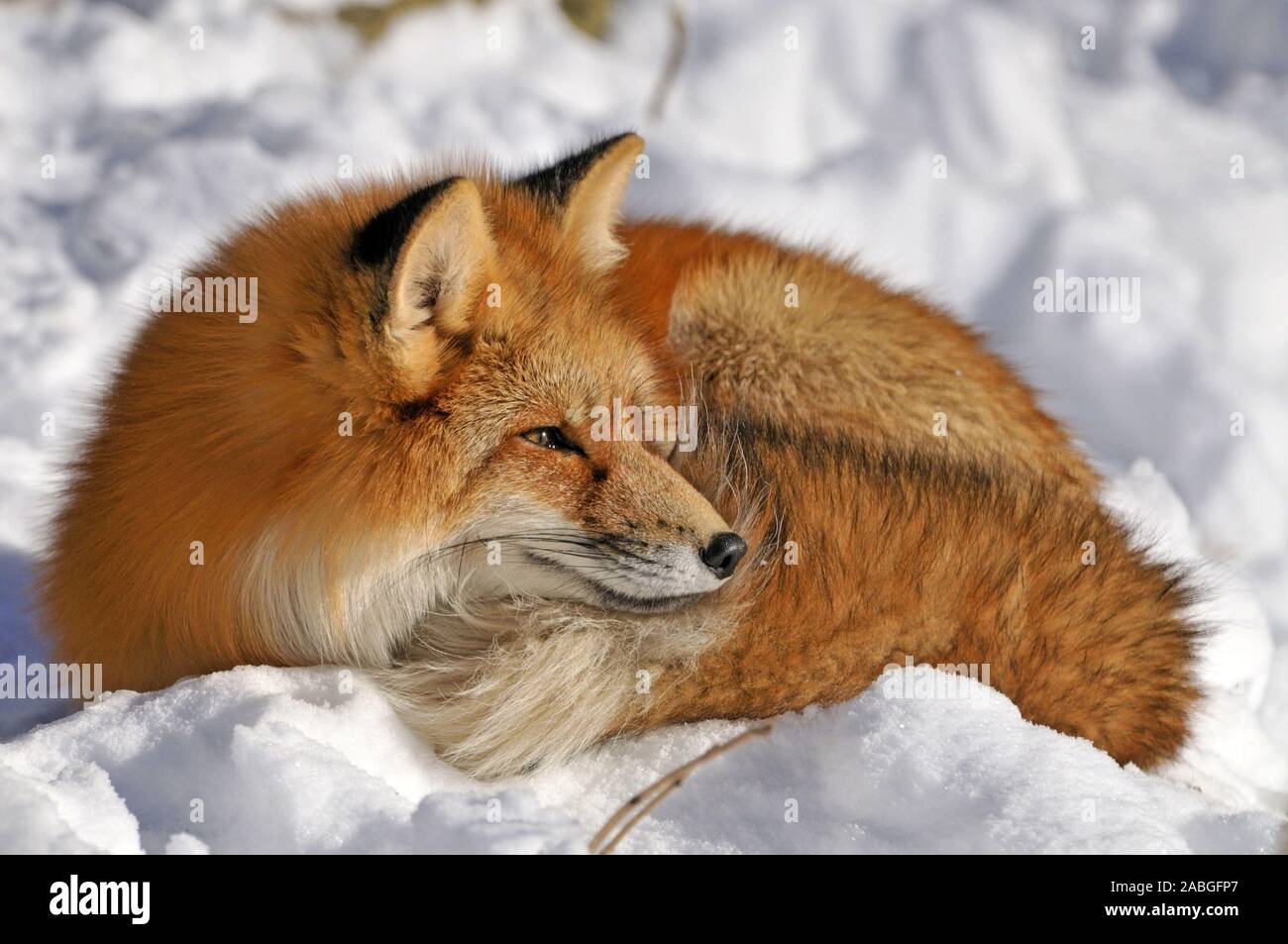 Wildtier Deutschlands Hi res Stock Photography And Images Alamy wildtier-deutschlands-hi-res-stock-photography-and-images-alamy