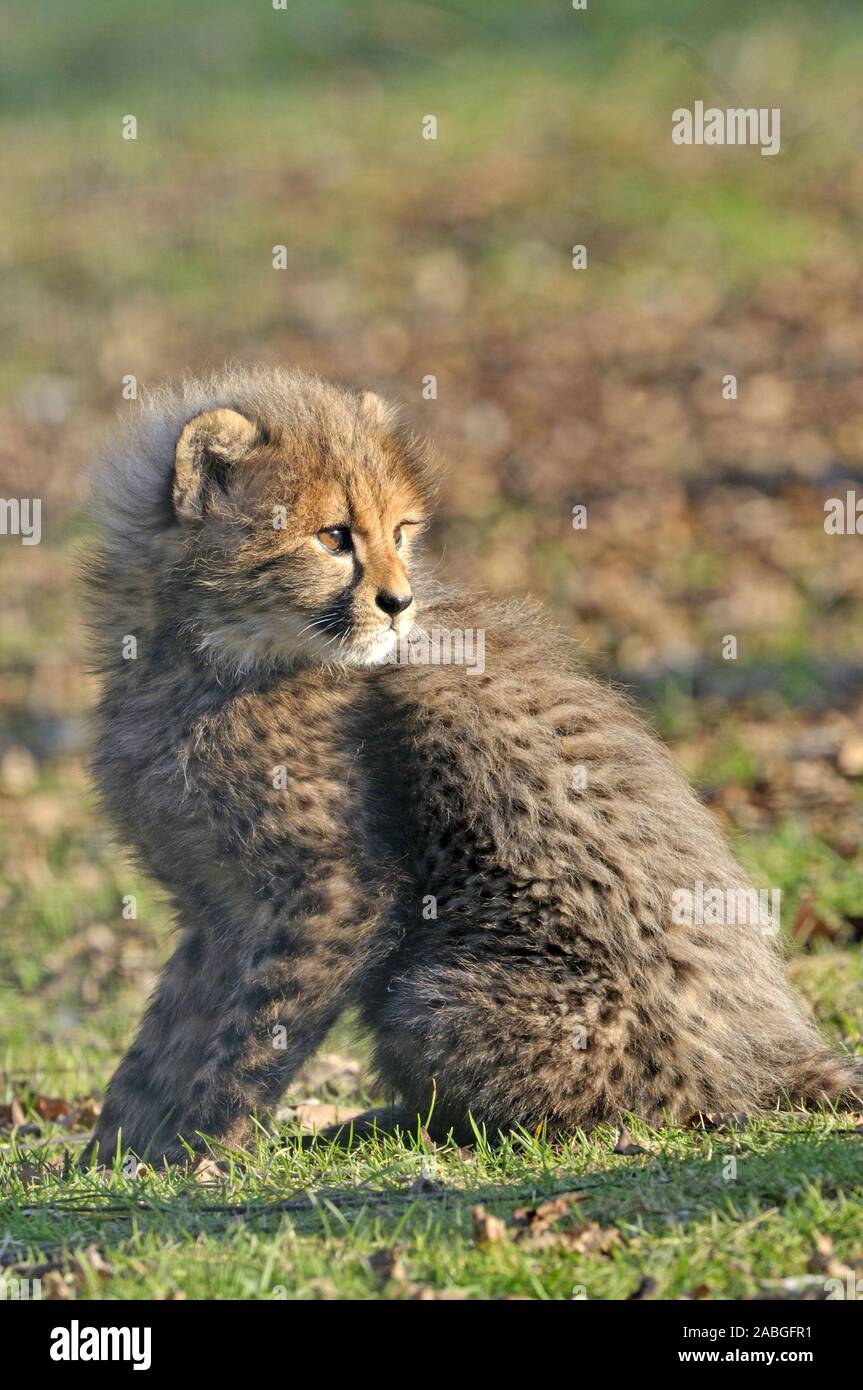 Gepard,Acinonyx jubatusCheetah,Acinonyx jubatus,Jungtier sitzend Stock Photo