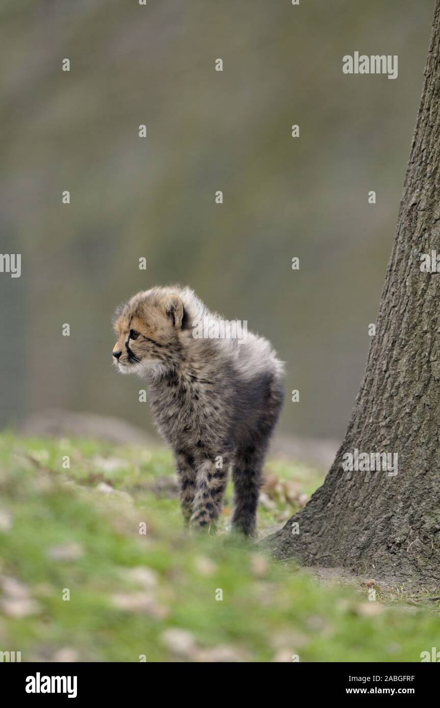 Gepard,Acinonyx jubatusCheetah,Acinonyx jubatus,Jungtier Stock Photo