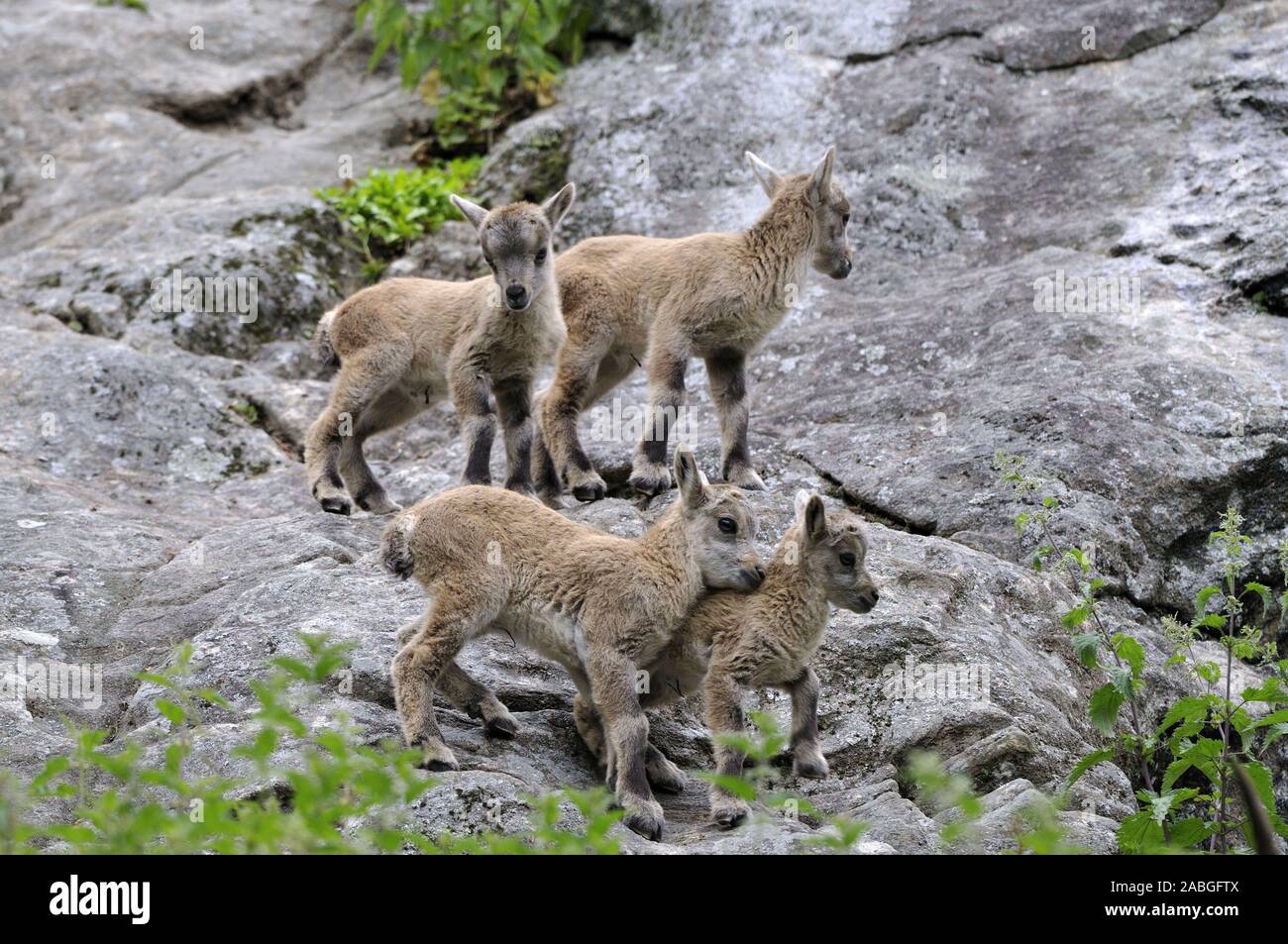 Steinbock,Alpensteinbock,Capra ibex,Alpine Ibex,Kitze im Fels spielend,Captive,Mai 2009 Stock Photo