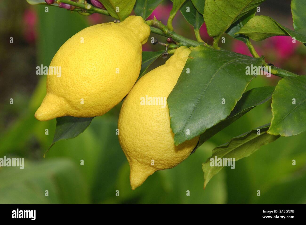 Zitronen am baum hi-res stock photography and images - Alamy