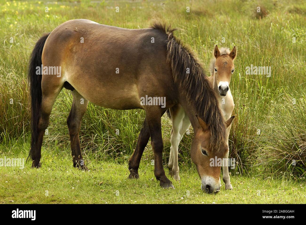 Haustiere - Pets - Pferde Animals - mammals - Horses Stock Photo