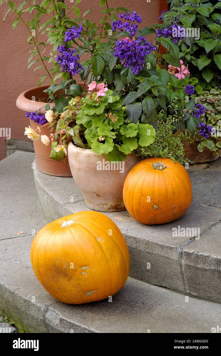 Blumenkuebel High Resolution Stock Photography And Images Alamy