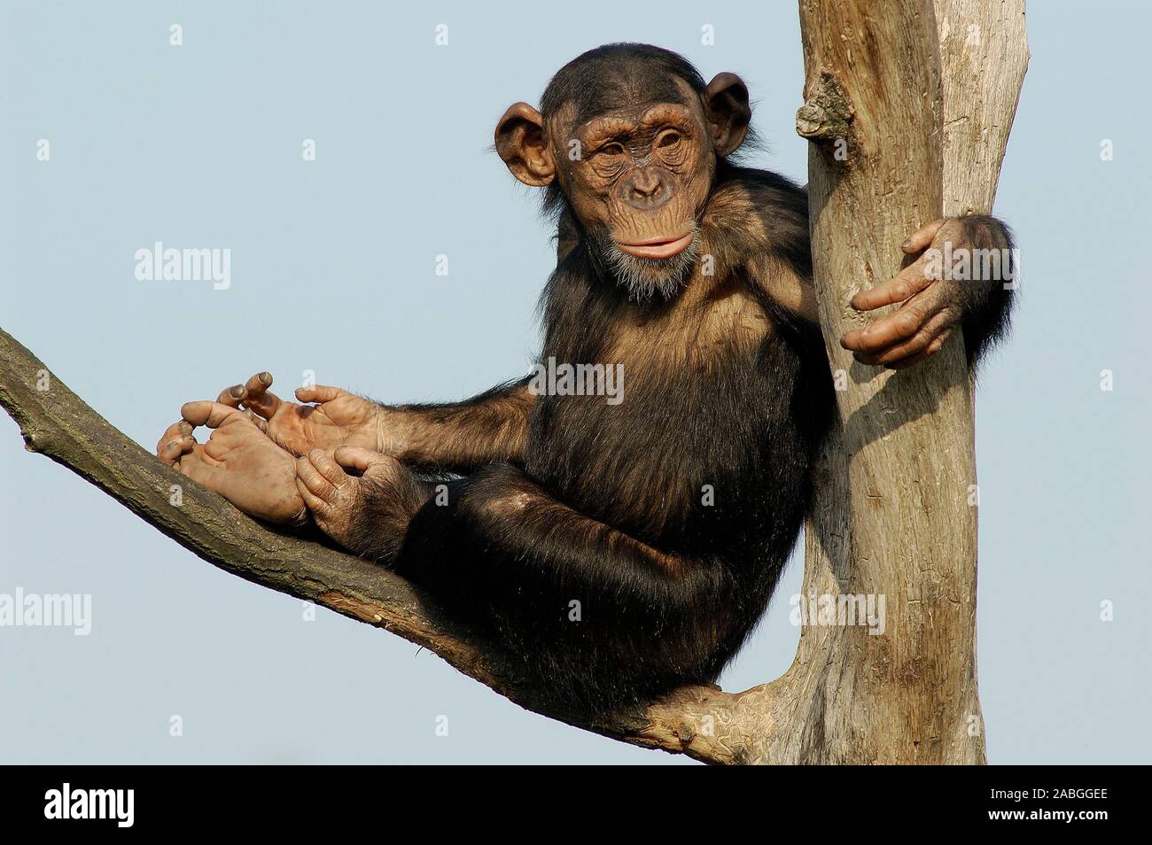 Tiere d hi-res stock photography and images - Alamy