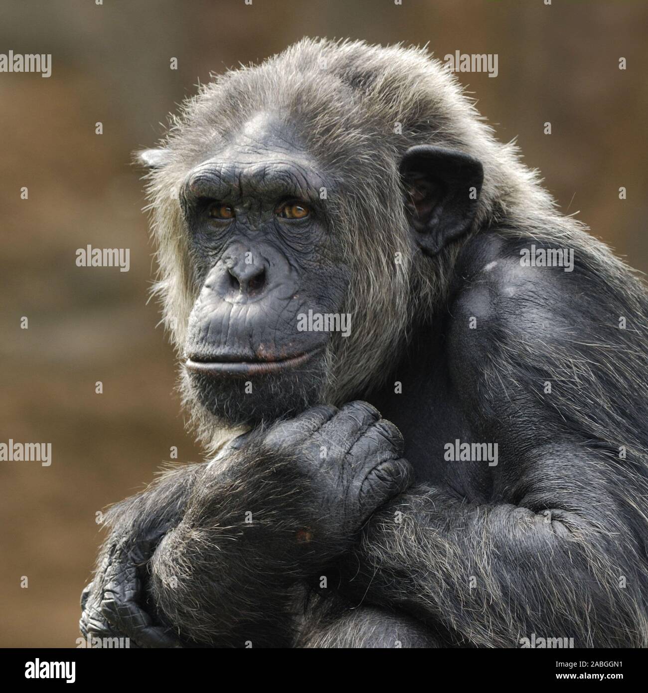 Schimpanse, Pan troglodytes,Alter Schimpanse, männlich, Stock Photo