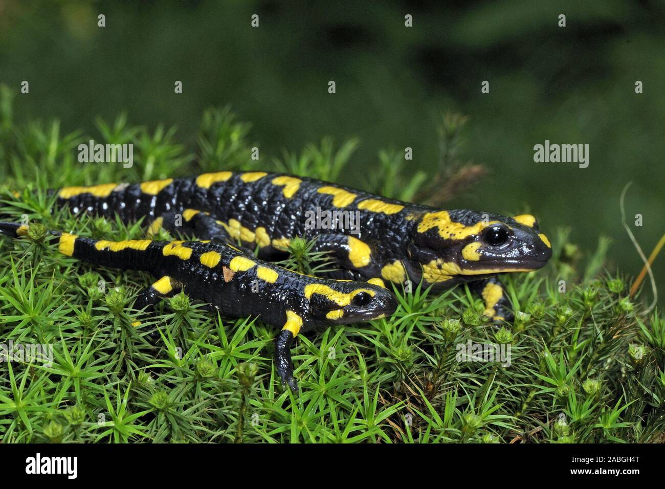 Feuersalamander, (Salamandra salamandra Stock Photo Alamy