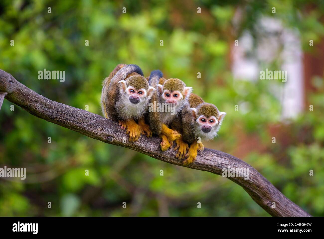Three common squirrel monkeys sitting on a tree branch Stock Photo