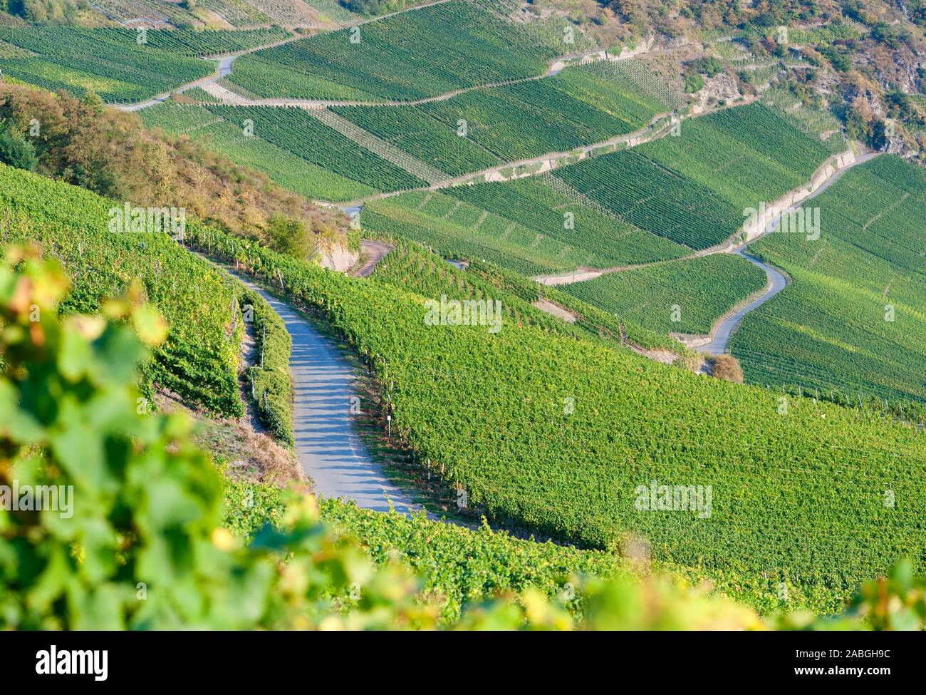 View of  vineyards above Piesport vilage   in Mosel Valley in Germany Stock Photo