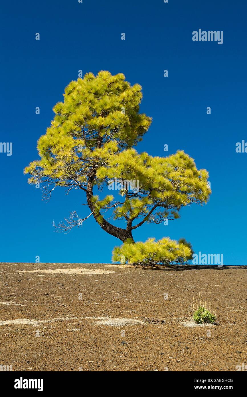 Teneriffa, Kiefer in Landschaft, (Pinus) Stock Photo