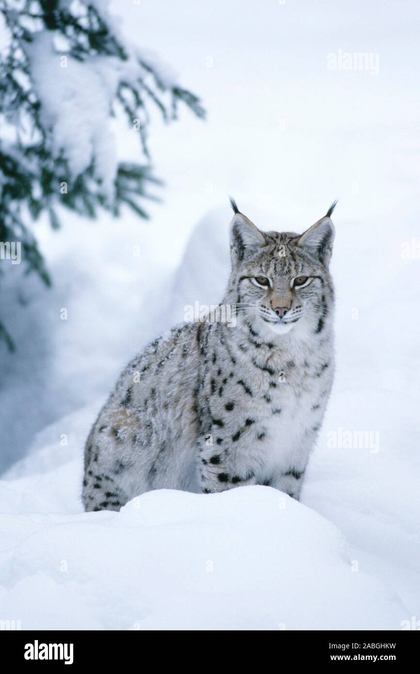 Portrait eines Europaeischen Luchses (Lynx lynx), portrait of a european lynx (Lynx lynx), im Schnee, in Snow Landscape, Bavarian Forest National Park Stock Photo