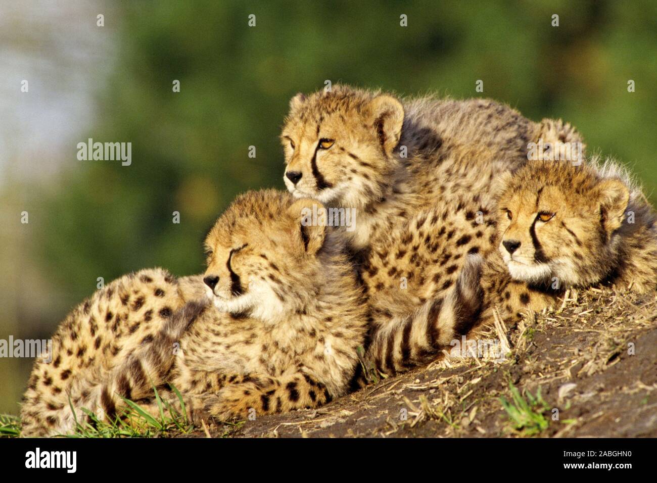 Junge Geparden, Cheetah, Afrika, Stock Photo
