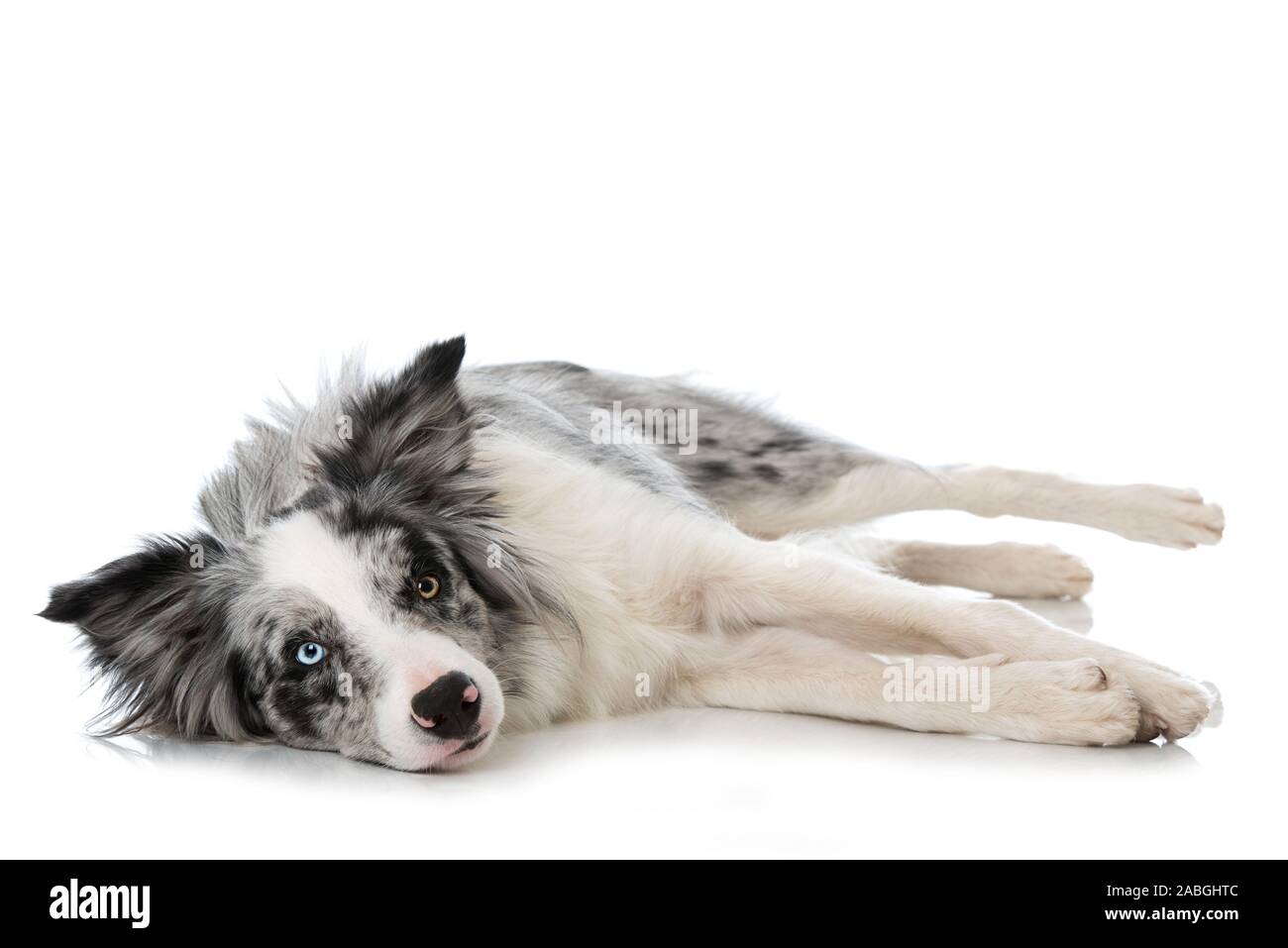 Black merle border collie Outlet
