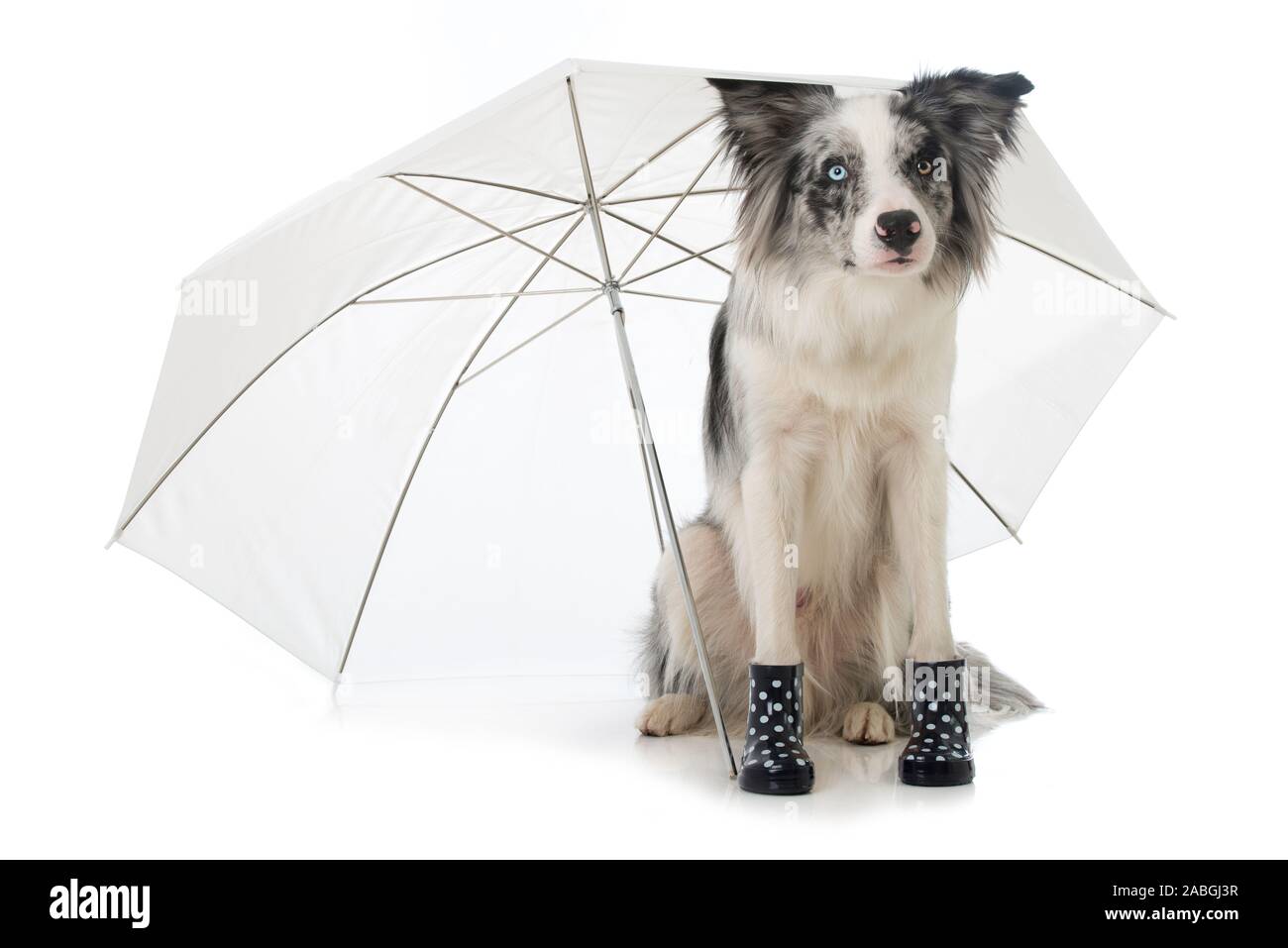 Sheltie 2 Umbrella Sheltie 2 Umbrella
