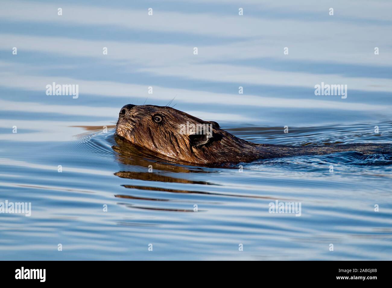 Beaver swimming Stock Photo