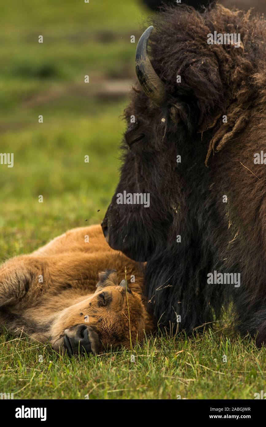 A Mother Bison with her calf lying down next to her. Stock Photo